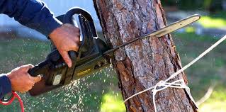 How Our Tree Care Process Works  in  Central Gardens, TX