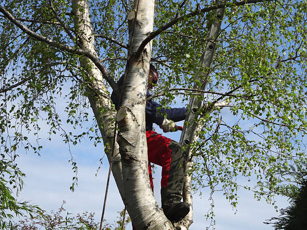 Best Leaf Removal  in Central Gardens, TX