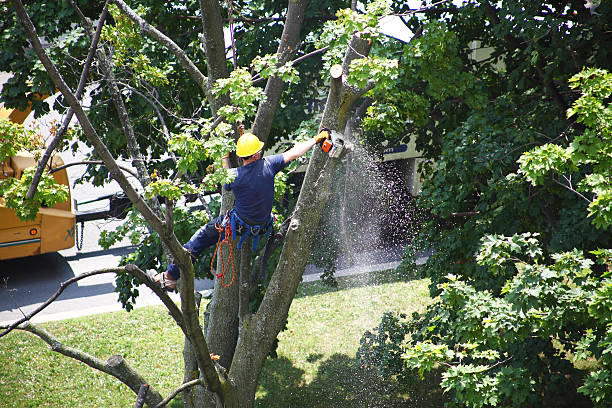 Best Storm Damage Tree Cleanup  in Central Gardens, TX